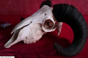 череп барана с рогами
